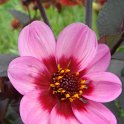 Dahlia x 'Hiss Wink' fleur